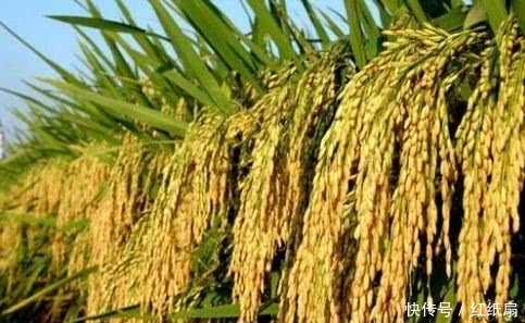 为何袁隆平费十余年研发的新稻谷，在国内不被推广，是真的没用吗