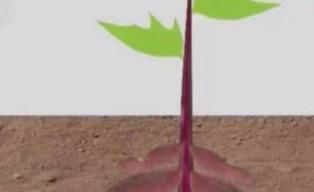  「红薯」农民种红薯，栽插有诀窍，这3种栽插方式哪种好？看完你