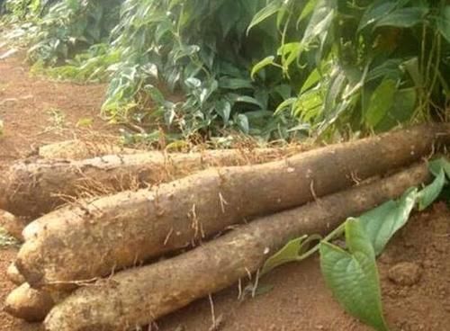 #值钱#户外的1种“植物”,和“杂草”很像,殊不知根茎“值钱”,少见