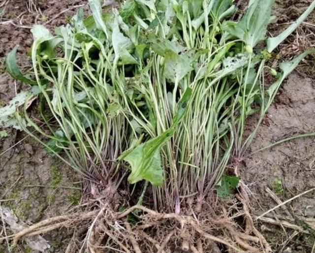  崖边|崖边的一种“野草”叫“紫花地丁”，拔掉一根少一根，很珍