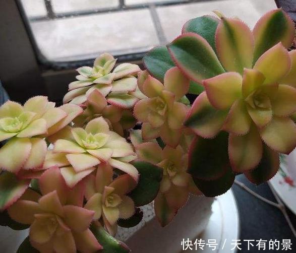 #春天#春天多肉不上色,夏季该怎么办?注意3点,每片叶子都五彩斑斓