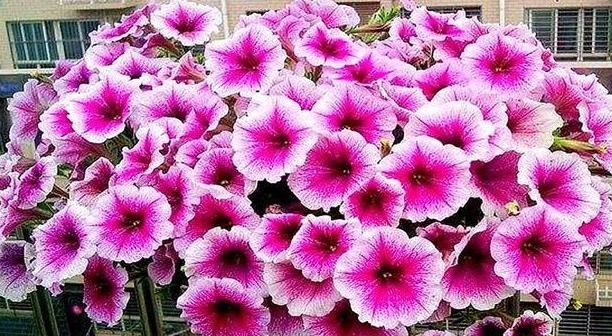  #春末#五颜六色的爬藤牵牛花,春末在盆里埋入几粒种子,开出灿烂花朵