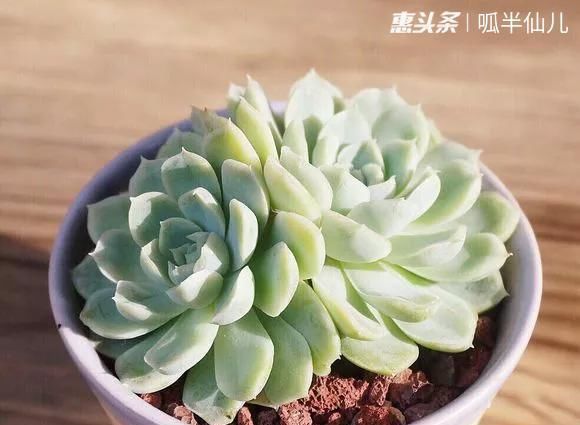  『白菜』多肉断水12天,绿白菜秒变红舞娘,想要上色就得...