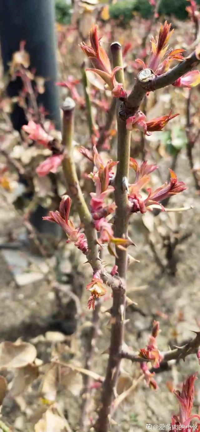  放在光照好的地方多■20种花，春天最爱疯长，爬满墙、爆开花，疯狂刹不住闸！