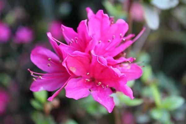  大名花之首：【欣赏】 中国十大名花，第一名意料之中