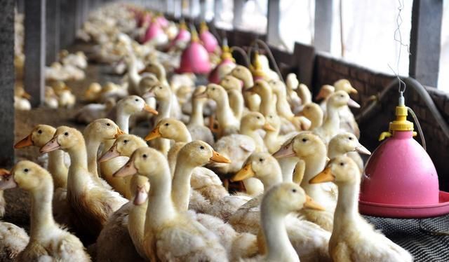 1到5万的本金，在农村能搞养殖吗？养什么划算？