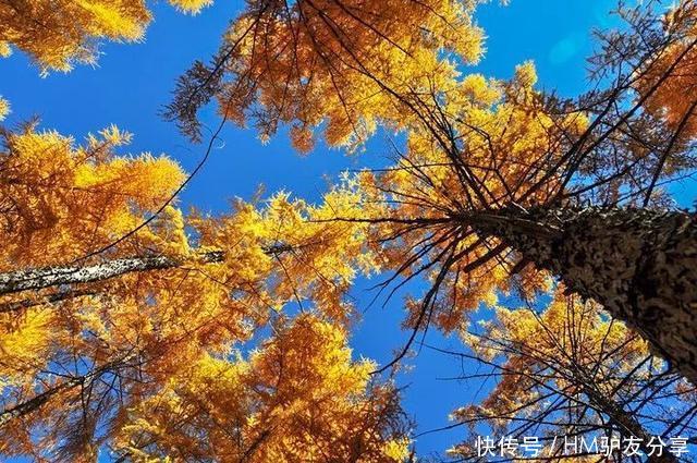 中国最美秋色：比喀纳斯清新，比稻城更童话！正适合秋天