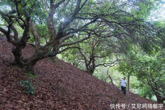 门票免费送，景区打折，饭店宾馆打折，冬游仙居实惠不停