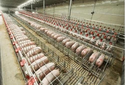  「大国」为什么美国是全球养猪大国？看看人家的猪粪处理，也许