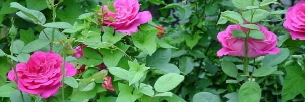  「发芽」月季花扦插只需要做到这几点就好了,生根发芽超级快