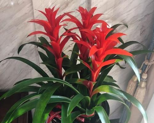  「发福」“鸿运当头”这样养，花叶繁盛，“聚财发福”，不信你还养不好