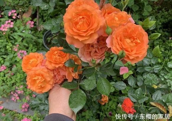 『室内』这3款花忒适合室内盆栽,花开芳香艳丽,可净化空气、平衡湿度