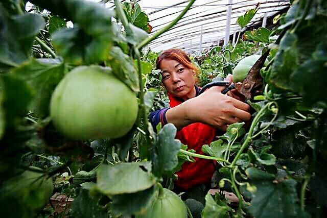 山西运城王范乡霍赵村的甜瓜远近闻名,畅销全