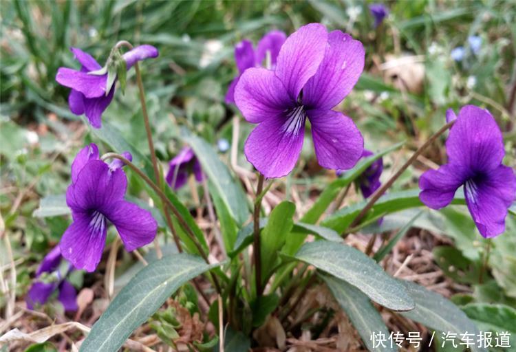 农村常见的一种紫色草，农民当成杂草，如今一斤能卖30元！