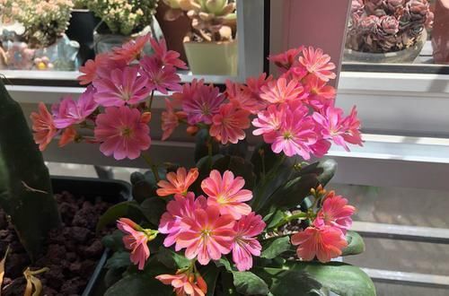  『流星』喜欢玫瑰，不如养盆“珍品名菊”天南流星，似流星四射，绚丽多彩