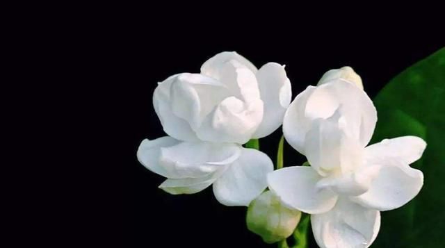 『开花』最受欢迎的“5种花”,人见人爱,漂亮又好养,两盆足够美爆你家
