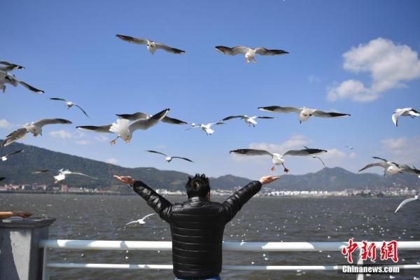  市民在昆明市海埂大|红嘴鸥即将回家 昆明市民送别老朋友