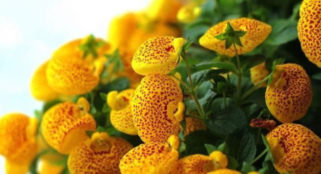 「富贵」喜欢菊花,那就养盆荷包花,花开似荷包,寓意富贵吉祥,艳丽多姿