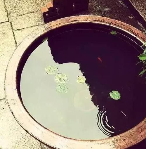 一景■乡间趣事!没人要的老缸,在园艺大师的巧手下,成了花园一景,聚水聚财气