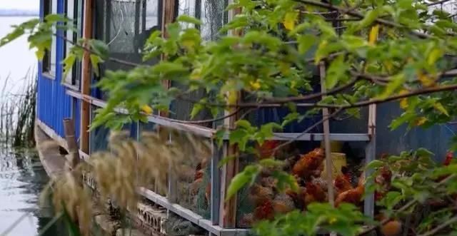 曝光！阳澄湖的水！超千家农家乐无照经营违规排污