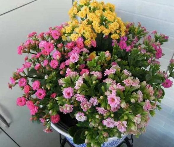  [长寿花]他用这3种花的10片叶子，轻松养出“10盆”，多了的都卖钱！