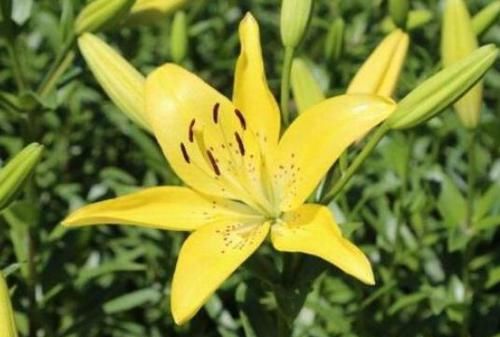  『艳丽』家养这四款花，花期长开花艳丽，枝上花苞爆满，养阳台繁花似锦