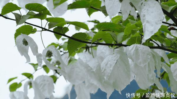 这部纪录片央视发力了,每一帧都可以当壁纸,BBC也无法超越