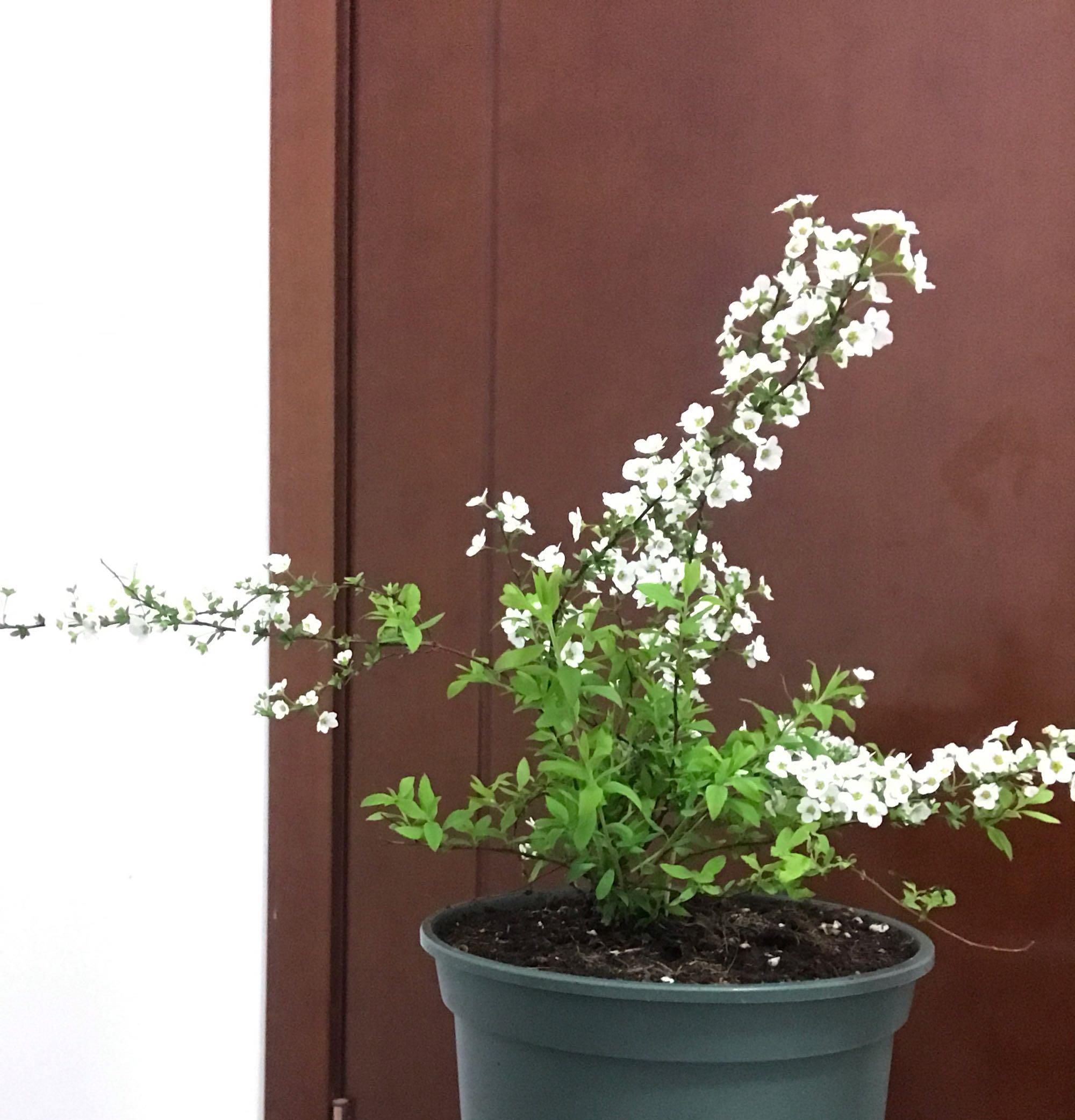  [雪柳花]新型观赏花木，花似白雪，开花多、花期长，盆栽也可以，值得拥有