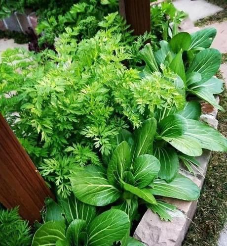 「花园」花园就是菜园，这才是种花的最高境界！