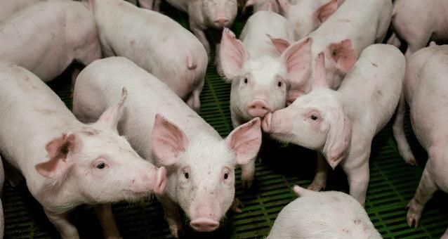  【养殖户】8月25猪价全面飘红, 多地出台措施鼓励养猪, 养殖户好