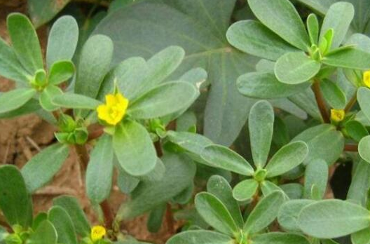 农村很常见的一种草，农民见了就锄掉，不料现在成了美味佳肴！