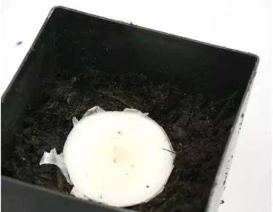  『蔬菜』常见12种蔬菜阳台种植教程，看完又能省下一笔钱啦！