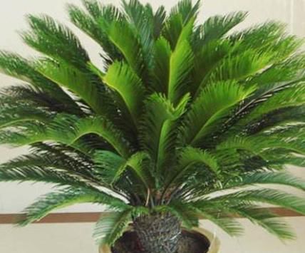  [铁树]有根铁树,叶子剪掉移栽后要全阳养护吗?