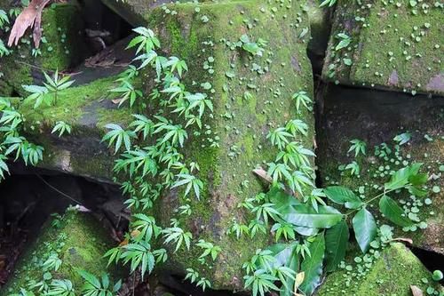 神秘崩密列——淹没在丛林里的千年废墟，究竟有什么秘密？
