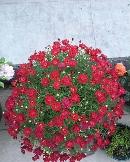  『春天』春天养花就选玛格丽塔，花期长、花量大，爆满小阳台！