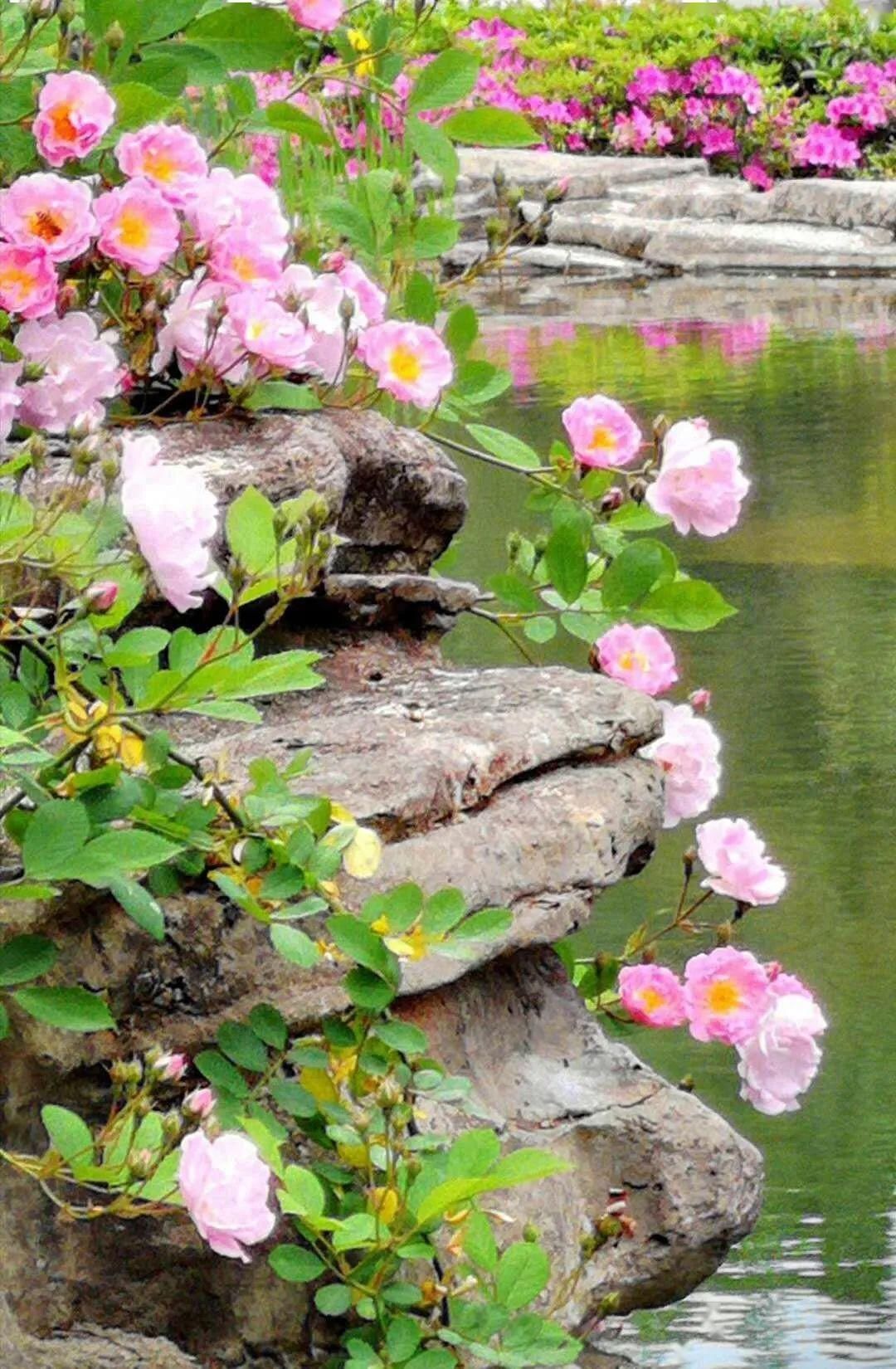  「打卡」蔷薇花开，待君归来|“云打卡”校园网红景点