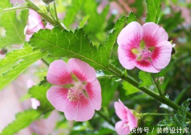  【小花】“3种小花”，爆盆快，好养活，养在家里太美了！