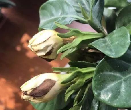  「栀子花」买回来的栀子花剪一剪，不黄叶，枝多花爆盆，香味飘满屋