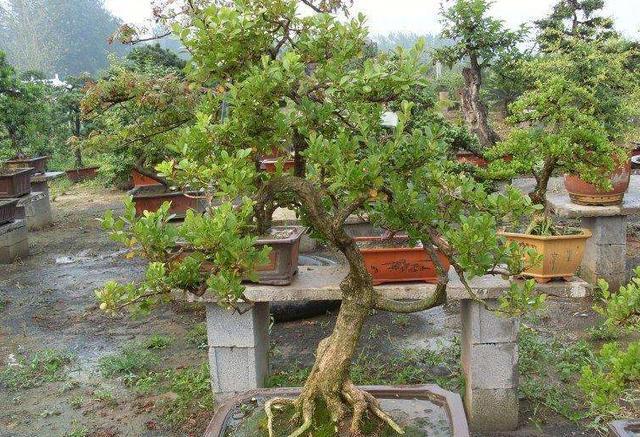 『黄杨』黄杨盆景养护做好这几点,简单实用,收藏自学