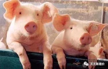 天天新猪价（2019.3.13今日最新猪价）！