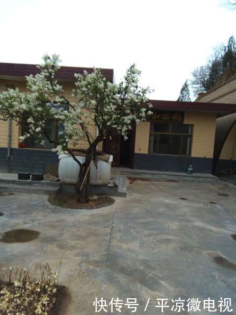 【春天】甘肃平凉老宅院内白丁香花又开了