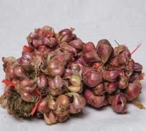  #蔬菜#阳台种点这3种菜，吃完一茬又长一茬，蹭蹭长不停，简单好养好吃