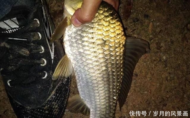 「水口的浅滩」早春钓鱼不要错过这个地方,渔获一定不会差,大部分水域都有