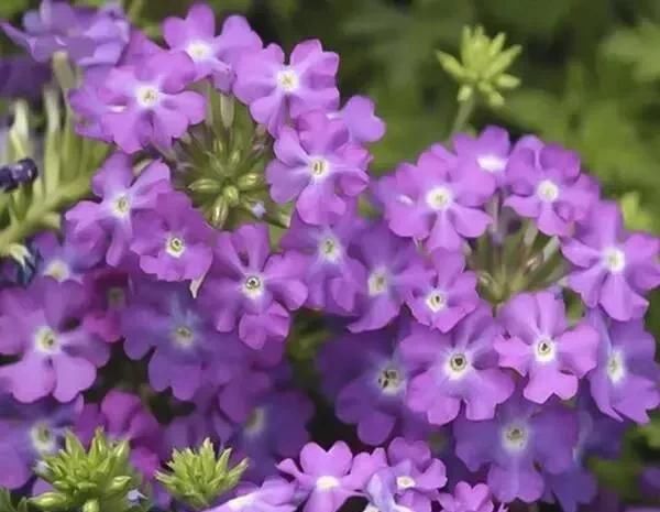  漂亮：10种漂亮的盆栽花，1年365天都开花，栽上1盆，天天有花看