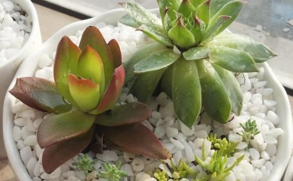 经验|夏季浇花经验分享篇:花友新入坑切记5点,盆栽多肉长得美呆了