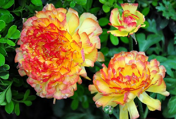 『花开小』这些花朵一养就上瘾,非常适合养在阳台,花开小花园,美不胜收