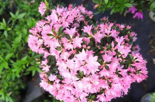  发黄萎蔫@同一个花盆里的两株杜鹃花，一株正常，一株萎蔫怎么回事？