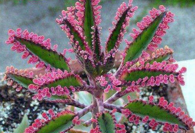  [紫叶酢浆草]“4种花”只要给水就疯长，一天一个样，长太快，还能开出漂亮花