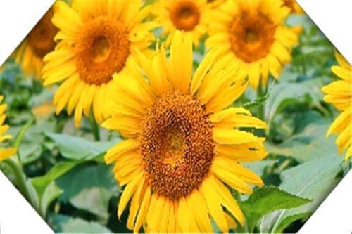  种植|农村有哪些高收入农作物可种植呢？这三个，种好肯定能赚钱