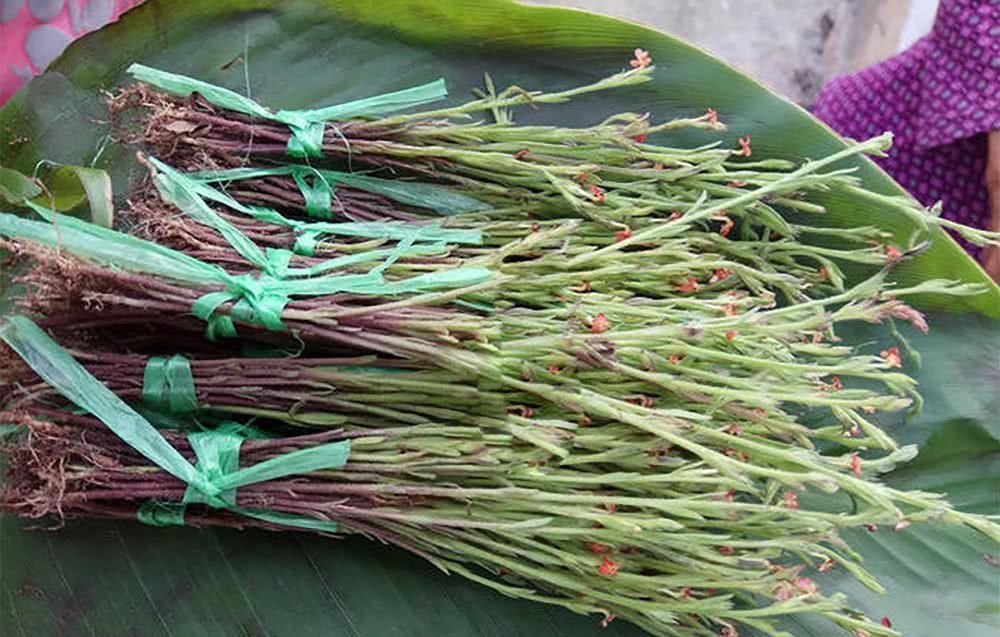  「除掉」过去农民当杂草除掉，如今千元一斤被捧成“神药”，却